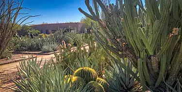 Experience Desert Botanical Garden