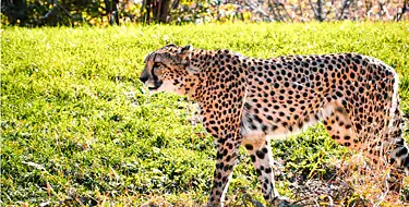 Kansas City Zoo