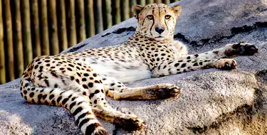 Minnesota Zoo